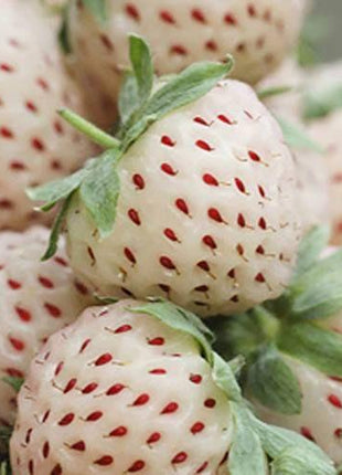 1 Bag Rare Milk Strawberry Seeds