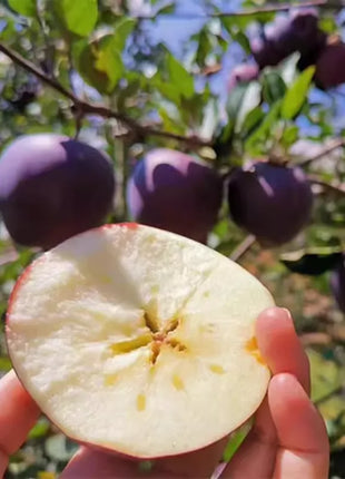 Rare Black Diamond Apple Seeds