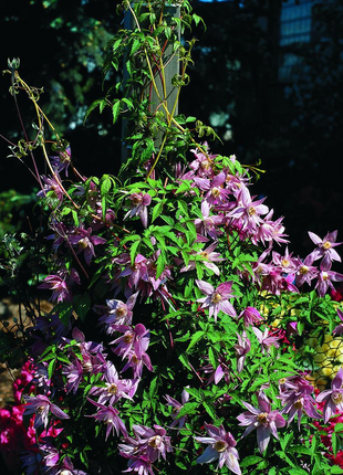 Clematis Macropetala
