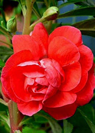 Balsamine Rose Flower - Flower Seeds