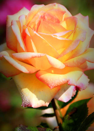 Beautiful Mini Rose Seeds, 100pcs/pack