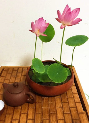 The Sacred Bonsai Lotus Flower