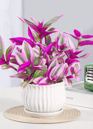 Oil Painting Spider Plant Seeds