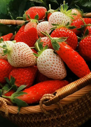 Rare Chili Strawberry Fruits Seeds