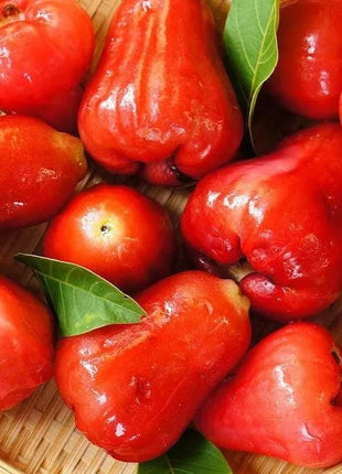 Wax-apple Fruit Seeds🍹