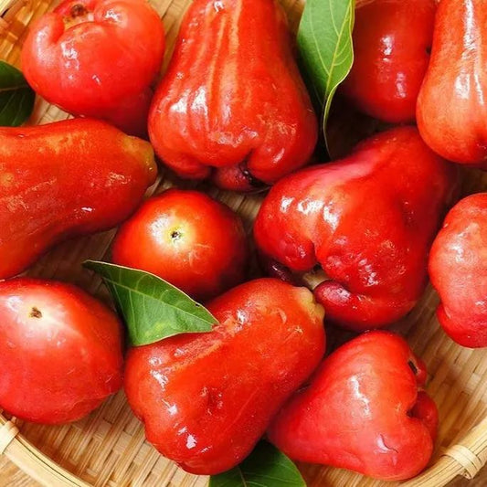 Wax-apple Fruit Seeds🍹