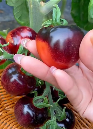 Black Pearl Tomato Seeds