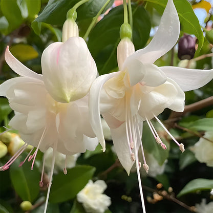🌺Lantern Flower