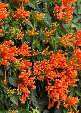 Climbing Plants Mix Seeds