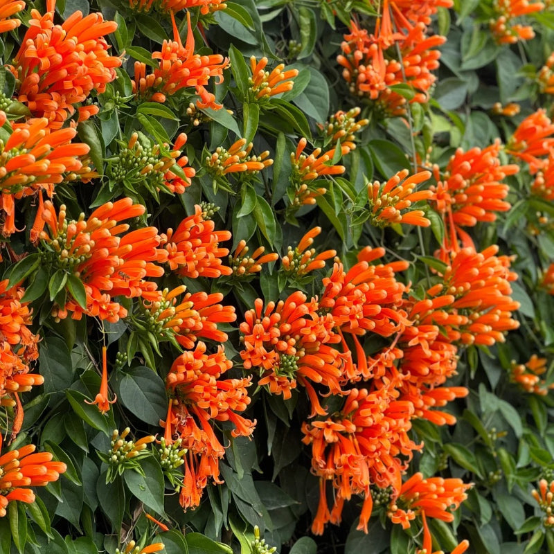 Climbing Plants Mix Seeds