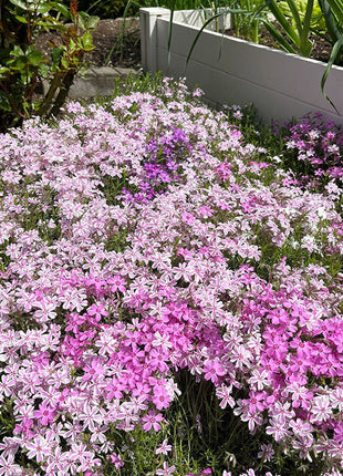 Perennial Cluster Phlox , Shibazakura Seeds