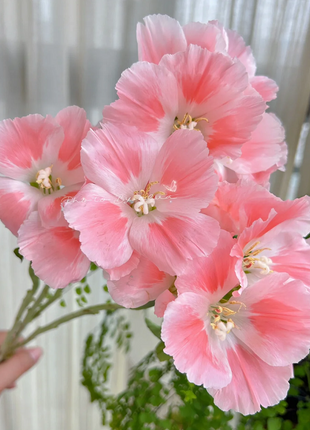 Clarkia amoena, Farewell-to-Spring
