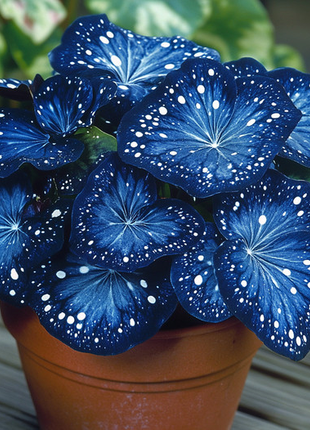 🌺Phantom Begonia 🌺