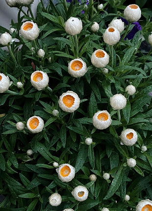 Strawflower Seeds Xerochrysum Bracteatum