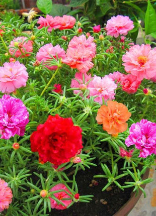 10000 Pcs Muti-color Double Petal Sun Flower Seeds