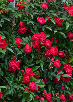 Rosa Banksiae Aiton Seeds