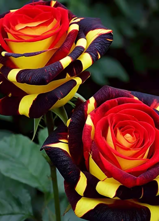 Rare Rose "Firebird"