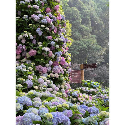 Hydrangea Seeds 50 seeds Mixed Color Seeds Stunning Perennial Flower Seeds for Gardeners Hardy Blooms Perfect for Landscaping and Garden Beautification