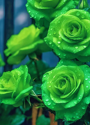 Rare Green Rose Flower Seeds
