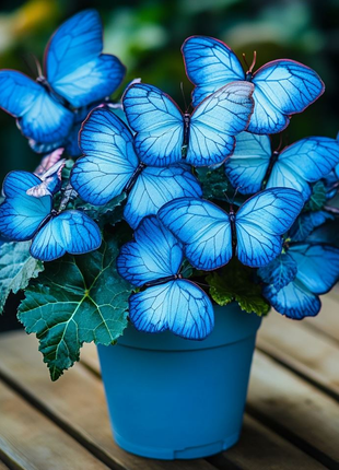 Begonia 'Moonlight Butterfly' 🦋