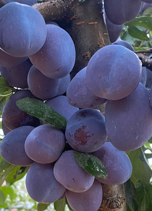 Blue Honey Prune Seeds