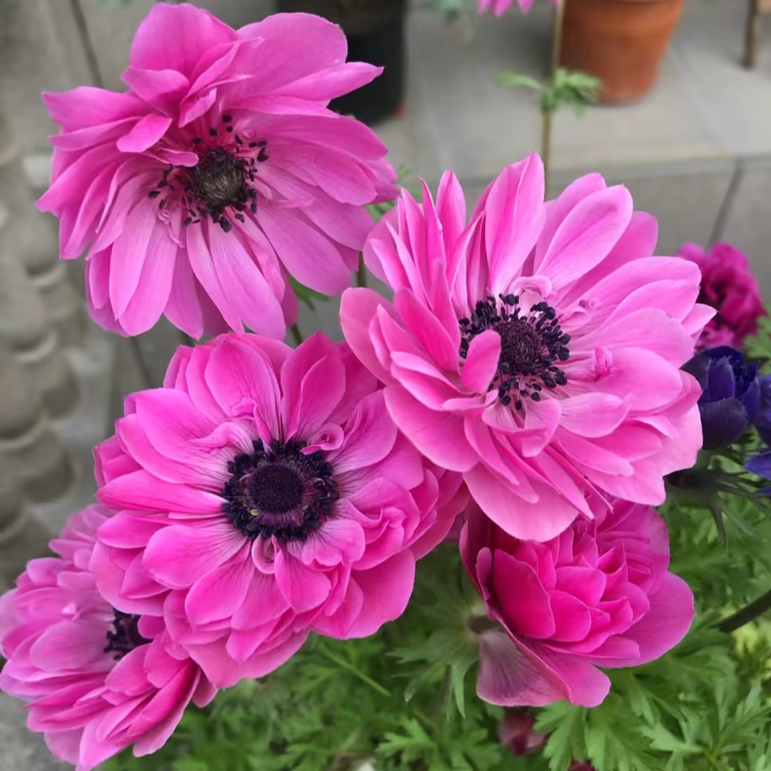 Anemone Seeds