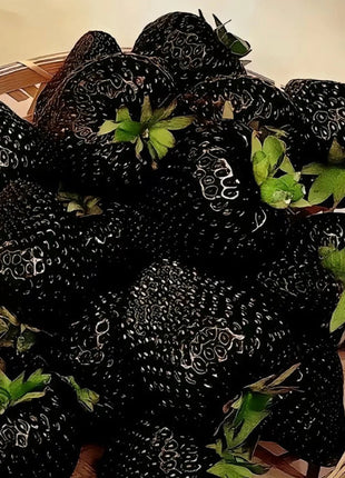 800+ Mix Strawberry Seeds for Planting - Heirloom Non-GMO Red Yellow Blue White Climbing Strawberry