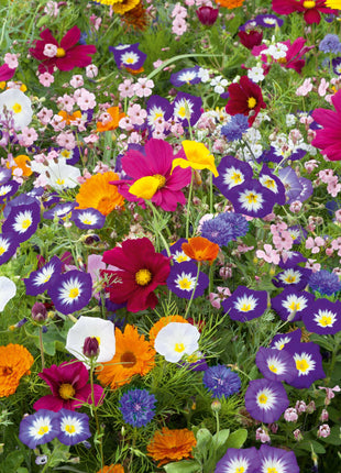 Royal Meadow Flower Seed Mix