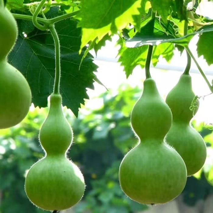 Hand-twisted Small Gourd Seeds