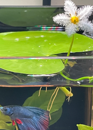 Hydroponic Plants Water Snowflake