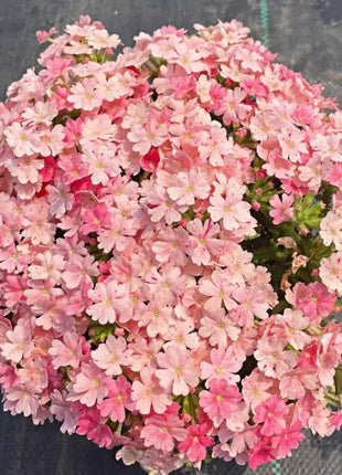 💐Garden Verbena Seeds