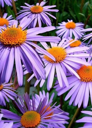 Purple NEW ENGLAND ASTER (Michaelmas Daisy) Aster Novae var Angliae Flower Seeds