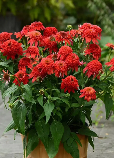 Double Echinacea Seeds