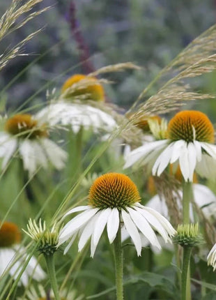 Purple Coneflower Seeds Echinacea Purpurea Seeds