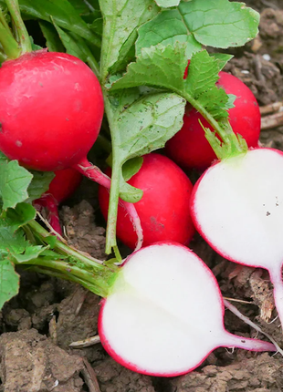 Pineapple Fruit Radish Seeds🥕