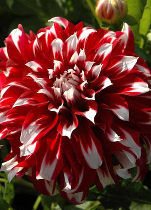 💐Colorful Dahlia Seeds-The Power of Life