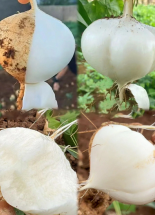Jicama Pachyrhizus Erosus Seeds