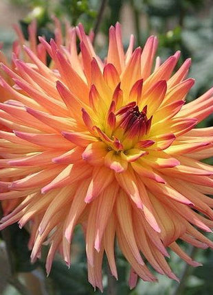 CACTUS DOUBLE DAHLIA Mix Variabilis Mixed Colors Hummingbird Flower Seeds