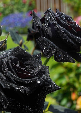 Black Rose Seeds (80-100 Pcs) – Rare & Beautiful Flowers | Romantic & Elegant Garden Decor