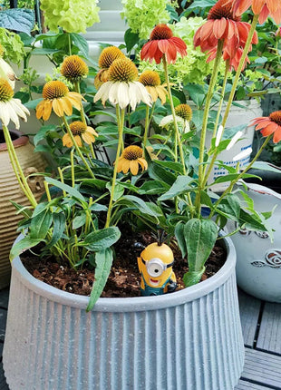 Coneflower Seeds (Echinacea)