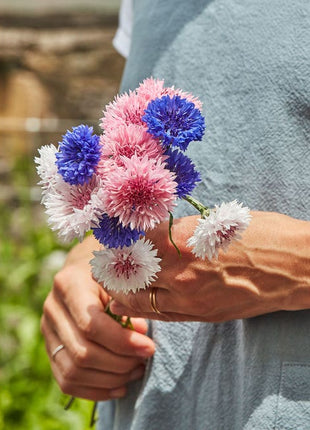 1000 Pcs Tall Double  Mixed Colors Cornflower Flower Seeds