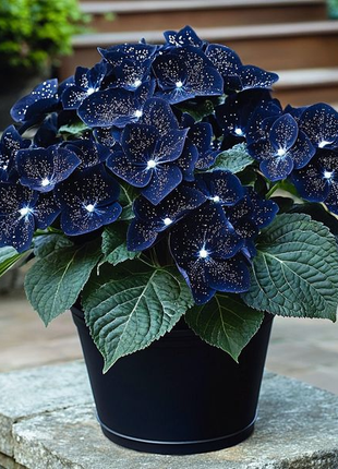 Midnight Wings Begonia 🦋🌙