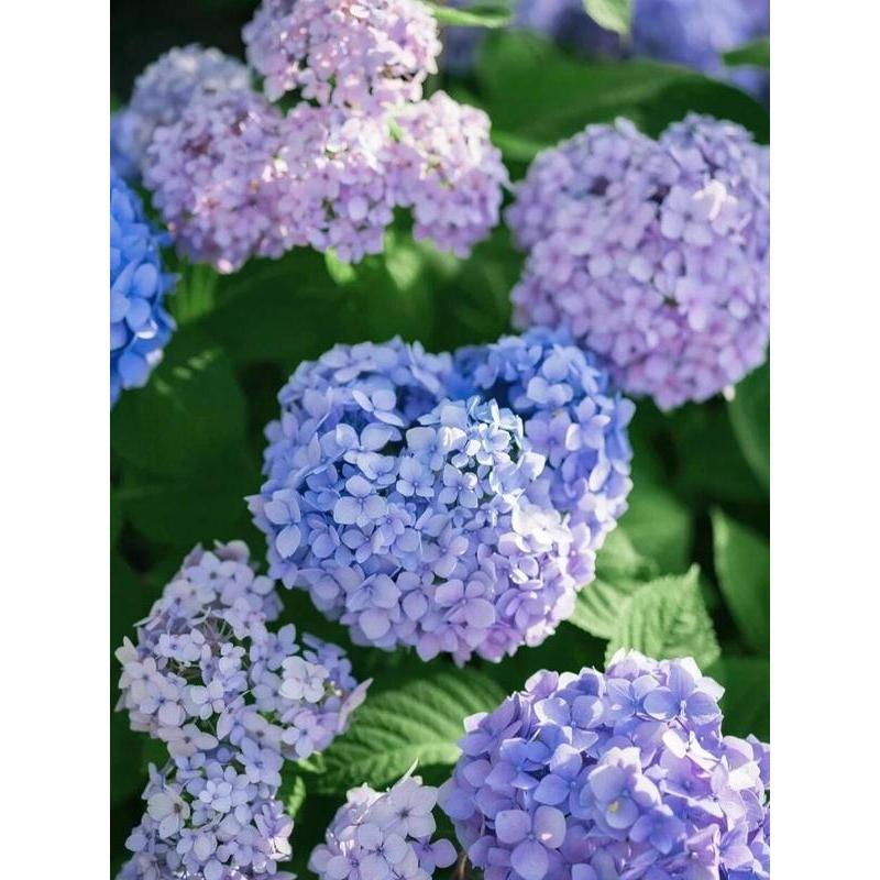 Hydrangea Seeds 50 seeds Mixed Color Seeds Stunning Perennial Flower Seeds for Gardeners Hardy Blooms Perfect for Landscaping and Garden Beautification