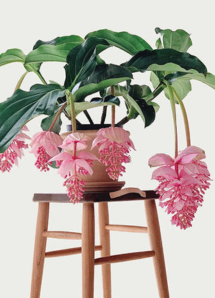 Medinilla Magnifica Flower Seeds