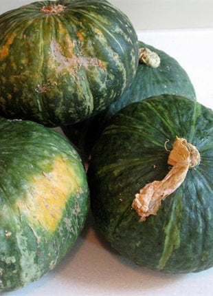 Squash Mini Green Kabocha F1