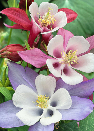 Columbine Seeds - McKana Giant Mix