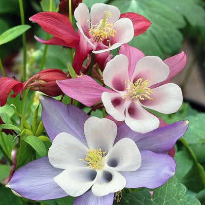 Columbine Seeds - Macana Giant Mix