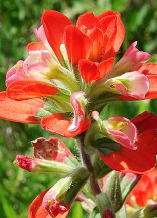 Red INDIAN PAINTBRUSH Castilleja Indivisa Flower Seeds