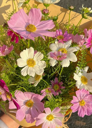 🌺Cosmos - Blooming Means Happiness And Luck