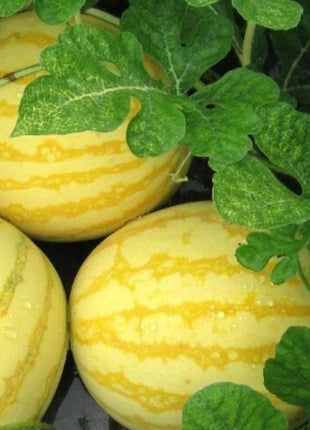 Gold In Gold Hybrid Watermelon Seeds